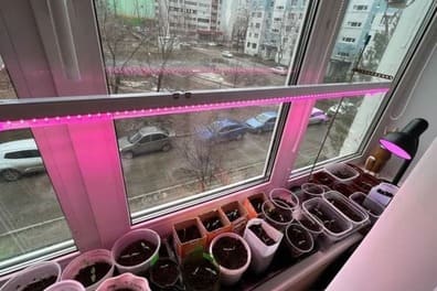 Рассада на подоконнике