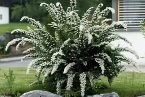 Спирея "Вангутта"