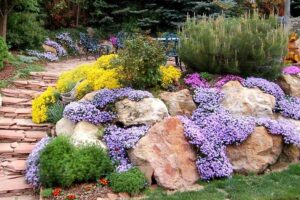 Флокс шиловидный (Phlox subulata) 5шт