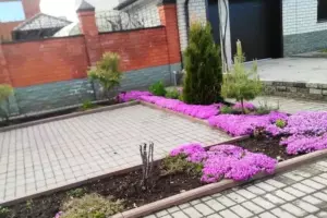 Флокс шиловидный (Phlox subulata)