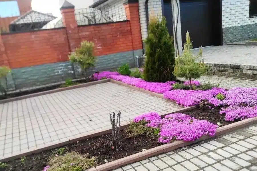 Флокс шиловидный (Phlox subulata)