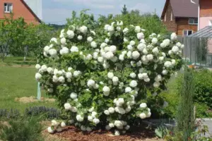 Калина Бульденеж (Viburnum opulus 'Boule de Neige')