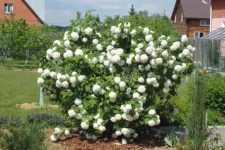 Калина Бульденеж (Viburnum opulus 'Boule de Neige')