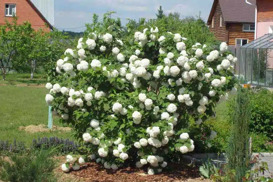 Калина Бульденеж (Viburnum opulus 'Boule de Neige')