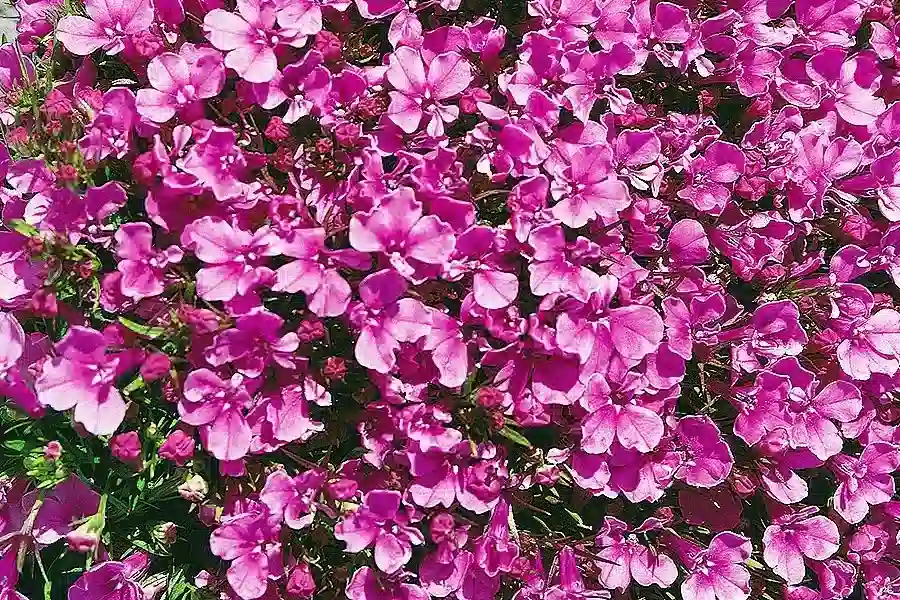 Лобелия Ривьера Роуз (Riviera Rose)