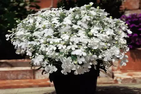 Лобелия Ривьера Вайт (Riviera White)